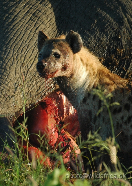 puku rsa 084.jpg - Spotted Hyena (Crocuta crocuta) with Big Tusker Alexander's carcass, close to Mopani, few metres from the road, February 2009